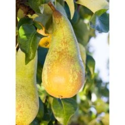 OBI Zwergbirne Höhe Ca. 60 - 80 Cm Topf Ca. 7,5 L Pyrus -Gloria Der Garten Geschaft 1156751 3358 1