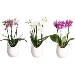 Schmetterlings-Orchidee 3-Trieber In Weißer Keramik Topf-Ø Ca. 9 Cm