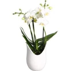 Schmetterlings-Orchidee 3-Trieber In Weißer Keramik Topf-Ø Ca. 9 Cm -Gloria Der Garten Geschaft 2274025 4883 4