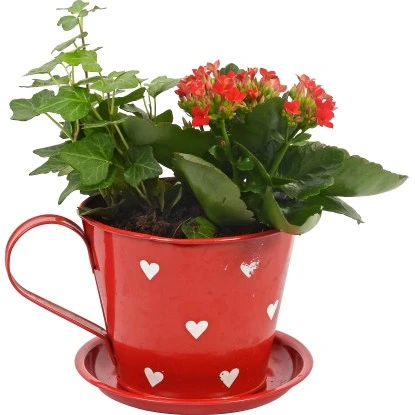 Arrangement Flammendes Käthchen In Zinktasse Topf-Ø Ca. 13 Cm 1 Arrangement Flammendes Käthchen In Zinktasse Topf-Ø Ca. 13 Cm