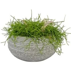 Arrangement Mit Rutenkaktus Topf-Ø Ca. 16 Cm