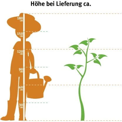 OBI Winterapfel "Gloster" Rot Höhe Ca. 120 - 140 Cm Topf Ca. 7 L Malus 2 OBI Winterapfel "Gloster" Rot Höhe Ca. 120 - 140 Cm Topf Ca. 7 L Malus – Bild 2