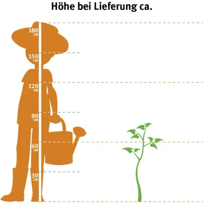 OBI Zwergnektarine Höhe Ca. 60 - 80 Cm Topf Ca. 7,5 L Prunus 2 OBI Zwergnektarine Höhe Ca. 60 - 80 Cm Topf Ca. 7,5 L Prunus – Bild 2