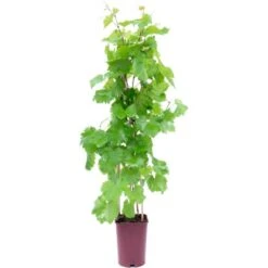GROW By OBI Wein Höhe Ca. 80 Cm Topf Ca. 6 L Vitis Vinifera