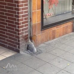 Gardigo Hunde-Katzen-Abwehr -Gloria Der Garten Geschaft 302665 2272 21