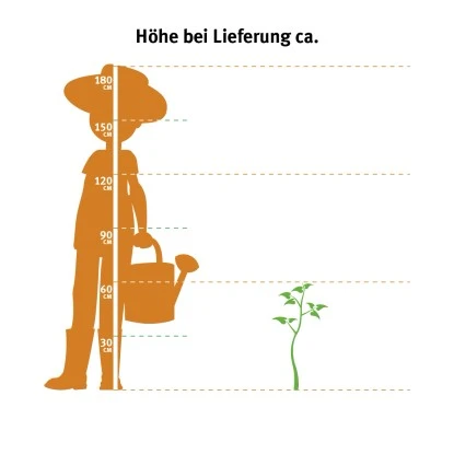 OBI Himbeere Rot Höhe Ca. 50 - 60 Cm Topf Ca. 5 L Rubus 2 OBI Himbeere Rot Höhe Ca. 50 - 60 Cm Topf Ca. 5 L Rubus – Bild 2