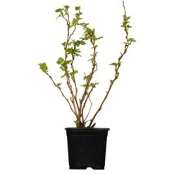 Brombeere Schwarz Höhe Ca. 40 - 60 Cm Topf Ca. 5 L Rubus Fructicosus