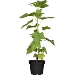 Johannisbeere Schwarz Höhe Ca. 40 - 60 Cm Topf Ca. 5 L Ribes