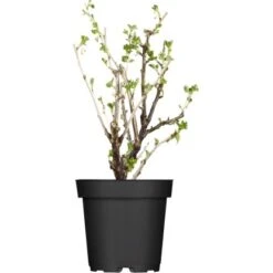 Stachelbeere Grün Höhe Ca. 40 - 60 Cm Topf Ca. 5 L Ribes Uva-crispa