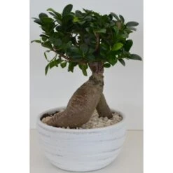 Bonsai In Keramikschale Topf-Ø Ca. 24 Cm Ficus
