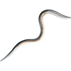 Biohelp Garten Und Bienen Nematoden Gegen Gartenlaub, Mai- Und Junikäferlarven