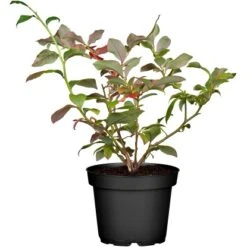 Heidelbeere "Bluecrop" Höhe 30 - 40 Cm Topf-Ø 3 L Vaccinium