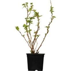 OBI Brombeere Schwarz Höhe Ca. 30 - 40 Cm Topf Ca. 4 L Ribes