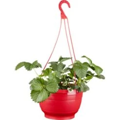 Erdbeer-Ampel Topf-Ø Ca. 25 Cm Fragaria