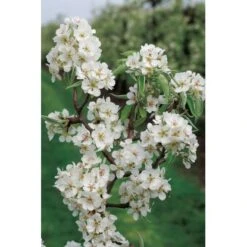 OBI Zwergbirne Höhe Ca. 60 - 80 Cm Topf Ca. 7,5 L Pyrus -Gloria Der Garten Geschaft 54 pyrus communis flower 2