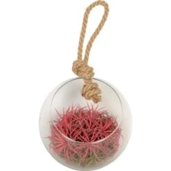 Tillandsien Arrangement Im Kugelförmigen Glas Zum Aufhängen