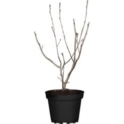 OBI Apfelbeere "Viking" Schwarz Topf Ca. 5 L Aronia Melanocarpa