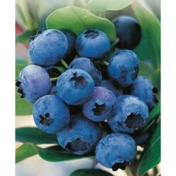 Heidelbeere "Hortiblue Petite" Höhe 40 - 60 Cm Topf-Ø 4,6 L Vaccinium