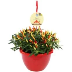 Blu Chili-Ampel "Schwarze Perle" Topf-Ø Ca. 27 Cm Capsicum