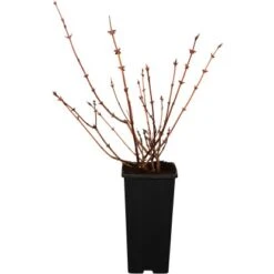 GROW By OBI Sibirische Blaubeere Dunkelblau Höhe 10-20cm Topf Ca. 2 L Lonicera