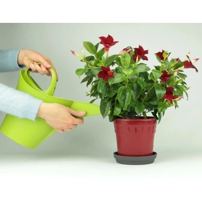 Nutri One Universal-Dünger 1 L Flüssigkonzentrat 7 Nutri One Universal-Dünger 1 L Flüssigkonzentrat – Bild 7