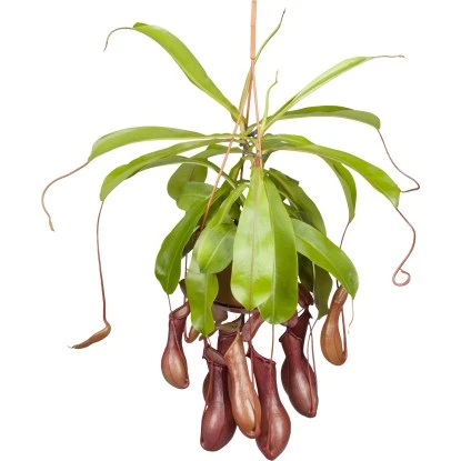Kannenpflanze Ampel Topf-Ø Ca. 14 Cm Nepenthes 1 Kannenpflanze Ampel Topf-Ø Ca. 14 Cm Nepenthes