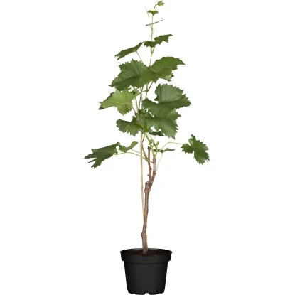 Weinrebe Mix Höhe Ca. 80 - 100 Cm Topf Ca. 3 L Vitis Vinifera 1 Weinrebe Mix Höhe Ca. 80 - 100 Cm Topf Ca. 3 L Vitis Vinifera