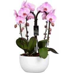Orchideen-Arrangement 4 Triebe Rosa Im Keramik-Gefäß Topf-Ø Ca. 25 Cm