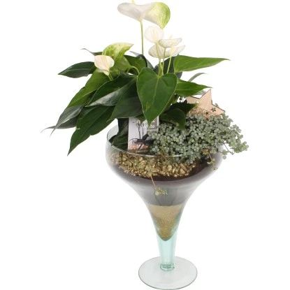 Arrangement Mit Flamingoblume In Glasvase Topf-Ø Ca. 21 Cm 1 Arrangement Mit Flamingoblume In Glasvase Topf-Ø Ca. 21 Cm