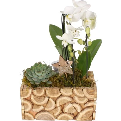Weihnachtsarrangement Mit Orchideen Im Holz-Gefäß Topf-Ø Ca. 23 Cm 1 Weihnachtsarrangement Mit Orchideen Im Holz-Gefäß Topf-Ø Ca. 23 Cm