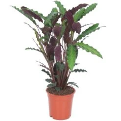 Grünpflanzen Verschiedene Sorten Höhe Ca. 90-120 Cm Topf-Ø Ca. 21 Cm -Gloria Der Garten Geschaft 8719194146976 4883 03