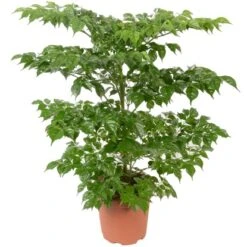 Grünpflanzen Verschiedene Sorten Höhe Ca. 90-120 Cm Topf-Ø Ca. 21 Cm -Gloria Der Garten Geschaft 8719194146976 4883 04