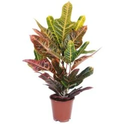 Grünpflanzen Verschiedene Sorten Höhe Ca. 90-120 Cm Topf-Ø Ca. 21 Cm -Gloria Der Garten Geschaft 8719194146976 4883 05