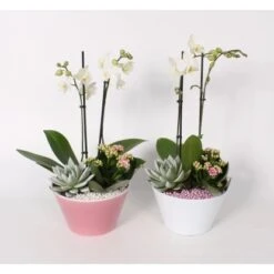 Orchideen-Arrangement Im Keramik-Gefäß Topf-Ø Ca. 18 Cm -Gloria Der Garten Geschaft 8719194193994 4883 3