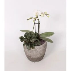 Orchideen-Arrangement In Grauem Beton-Gefäß Topf-Ø Ca. 15 Cm