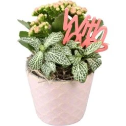 Arrangement Mit Flammendem Käthchen Topf-Ø Ca. 11 Cm