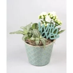 Arrangement Mit Flammendem Käthchen Topf-Ø Ca. 11 Cm -Gloria Der Garten Geschaft 8719194197992 4883 3