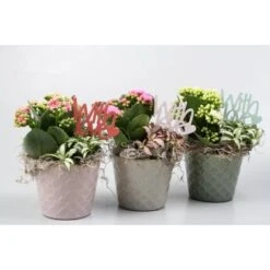 Arrangement Mit Flammendem Käthchen Topf-Ø Ca. 11 Cm -Gloria Der Garten Geschaft 8719194197992 4883 4