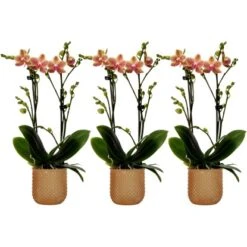 Schmetterlingsorchidee "Kolibri" 2-Trieber Orange Im Glas-Gefäß Topf-Ø 9 Cm