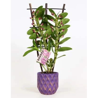Bambus-Orchidee 2-Trieber Violett Im Keramik-Gefäß Topf-Ø Ca. 12 Cm Dendrobium 1 Bambus-Orchidee 2-Trieber Violett Im Keramik-Gefäß Topf-Ø Ca. 12 Cm Dendrobium