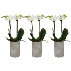 Schmetterlingsorchidee 2-Trieber Weiß Im Keramik-Gefäß Topf-Ø Ca. 9 Cm