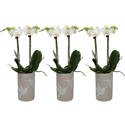 Schmetterlingsorchidee 2-Trieber Weiß Im Keramik-Gefäß Topf-Ø Ca. 9 Cm 1 Schmetterlingsorchidee 2-Trieber Weiß Im Keramik-Gefäß Topf-Ø Ca. 9 Cm