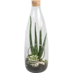 Aloe-Arrangement Im Glas-Gefäß Topf-Ø Ca. 15 Cm