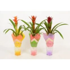 Bromelie In Glasvase Topf-Ø Ca. 6 Cm -Gloria Der Garten Geschaft 8719194201248 4883 4