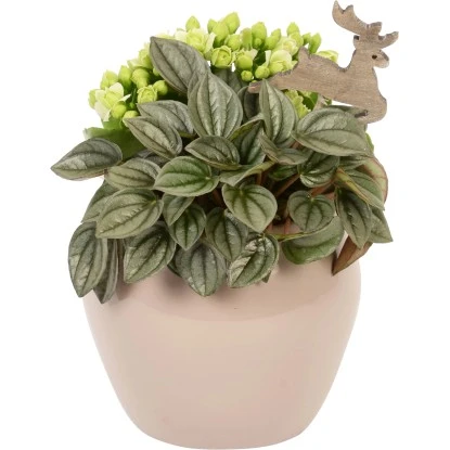 Winterliches Pflanzen-Arrangement Im Keramik-Gefäß Topf-Ø Ca. 12 Cm 1 Winterliches Pflanzen-Arrangement Im Keramik-Gefäß Topf-Ø Ca. 12 Cm