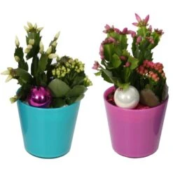 Buntes Winter-Arrangement Mit Weihnachtskaktus Im Glas-Gefäß Topf-Ø Ca. 13 Cm -Gloria Der Garten Geschaft 8719194231085 4883 3