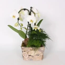 Orchideen-Arrangement Im Holz-Gefäß Topf-Ø Ca. 21 Cm