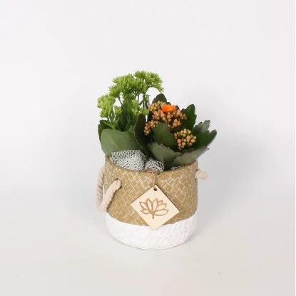 Arrangement Mit Flammendem Käthchen Im Keramik-Gefäß Topf-Ø Ca. 12 Cm 1 Arrangement Mit Flammendem Käthchen Im Keramik-Gefäß Topf-Ø Ca. 12 Cm