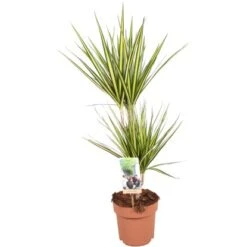 Drachenbaum "Sunray" Höhe Ca. 70-75 Cm Topf-Ø Ca. 17 Cm Dracaena Marginata