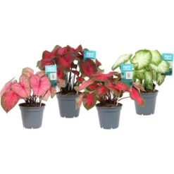 Buntwurz In Sorten Höhe Ca. 40-45 Cm Topf-Ø Ca. 17 Cm Caladium Hybride